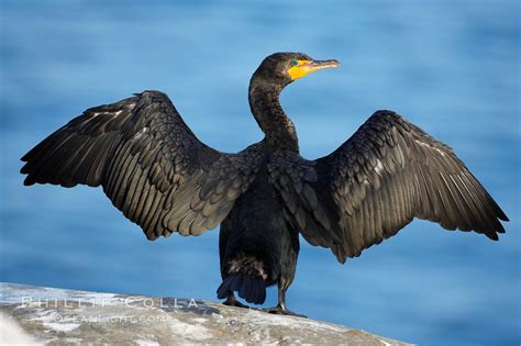 Double Crested Cormorant Photos – Natural History Photography Blog