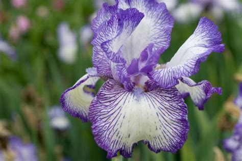 Iris Flower Meanings | HGTV