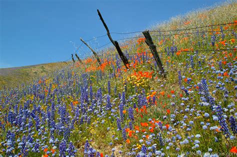 Wildflowers | Gorman, California. | Photos by Ron Niebrugge