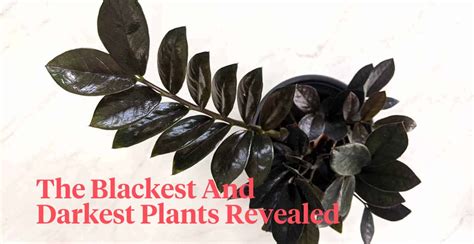 8 Best Black Indoor Plants for a Dark Aesthetic