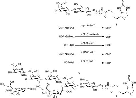 FIGURE 54.3. [Glycosyltransferase-mediated synthesis of ganglio ...