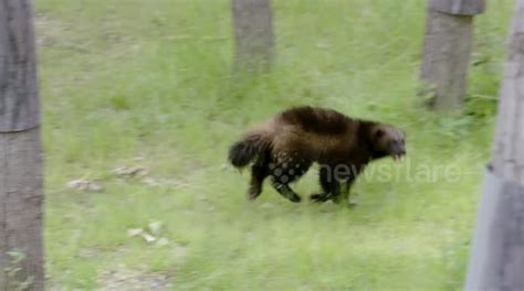 Did You Know That Wolverines Can Eat Meat That’s Frozen Solid? - Buy ...