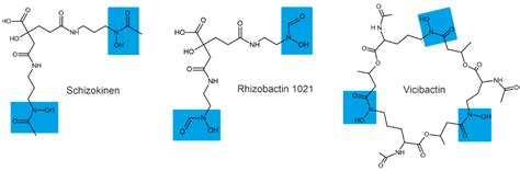 Plants | Free Full-Text | Bacterial Siderophores: Classification ...