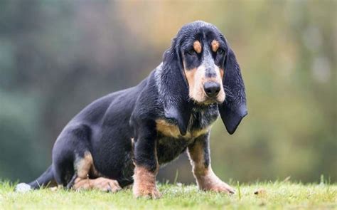 All About Basset Bleu de Gascogne - Origin, Behavior, Trainability, Puppy, Price, Health, Facts