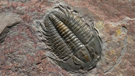 Examples Of Mold Fossils