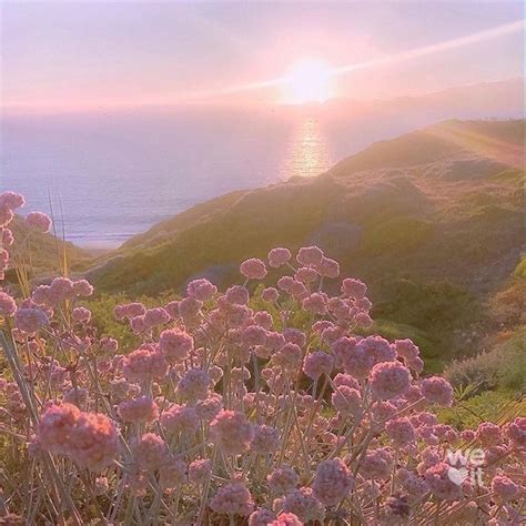 the sun is setting over some pink flowers