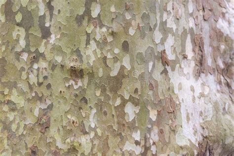 Sycamore bark close-up stock photo. Image of plant, rough - 240648468