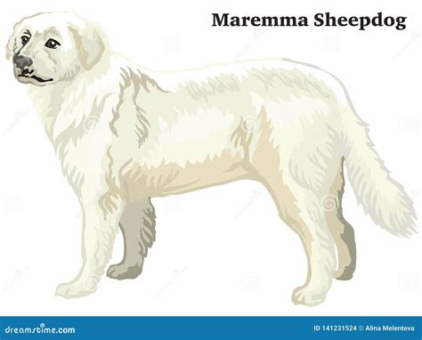 Decorative Standing Portrait Of Dog Border Collie, Vector Illustration | CartoonDealer.com #95637207