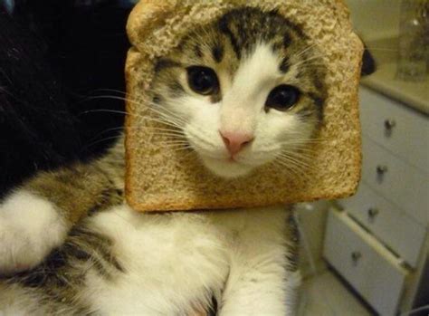 A cat... in a toast... : r/aww