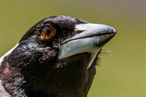 Magpie Closeup 1 Free Photo Download | FreeImages