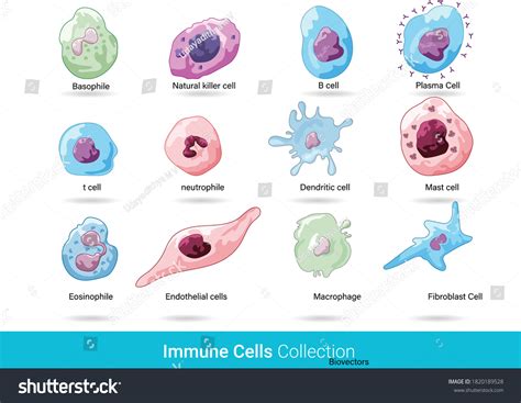 Immune System Cells Diagram