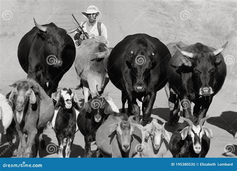 Cattle and Boerbok Farming in Rural South Africa. Editorial Image - Image of livestock, road ...