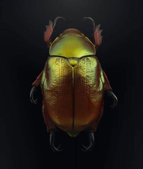 The Beauty of Extinct & Endangered Insects: A Photographic Exhibition