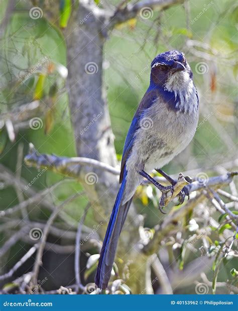 Blue Jay Wingspan Stock Photos - Free & Royalty-Free Stock Photos from ...