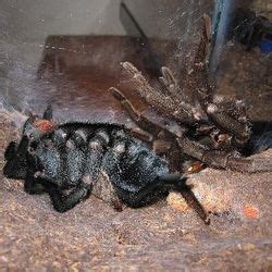 Tarantula Molting Process (Complete Guide) - SnakeTracks.com