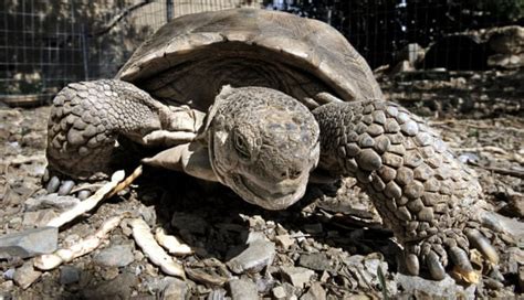 Photos: Animals at the Arizona Sonora Desert Museum | Entertainment | tucson.com