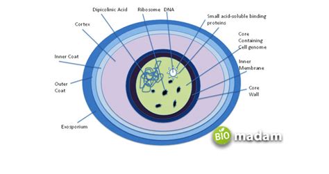 The Function of Bacterial Endospore - biomadam