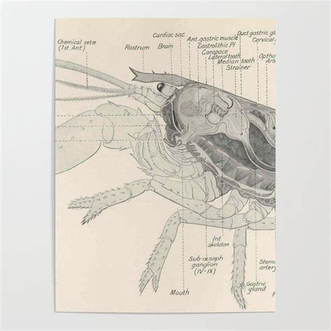 Vintage Lobster Anatomy Diagram (1911) Poster by BravuraMedia ...