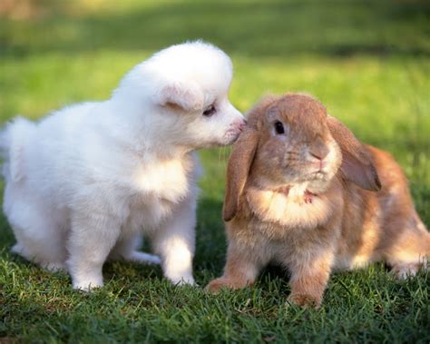 Zoo Animals: Funny Cute Kissing Puppies New Photos