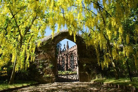 Laburnum Arch Cortachy Castle Scotland Scotland Castles, Scottish Castles, Castle Garden, Garden ...