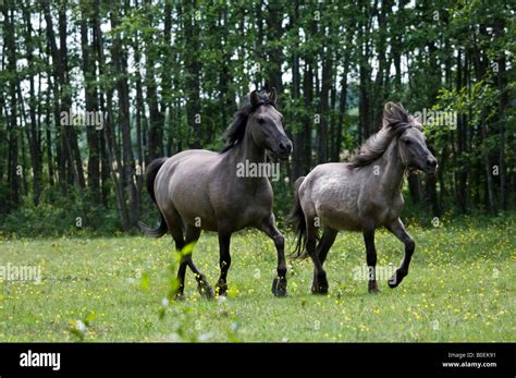 Tarpan horses in Polish meadow Stock Photo - Alamy