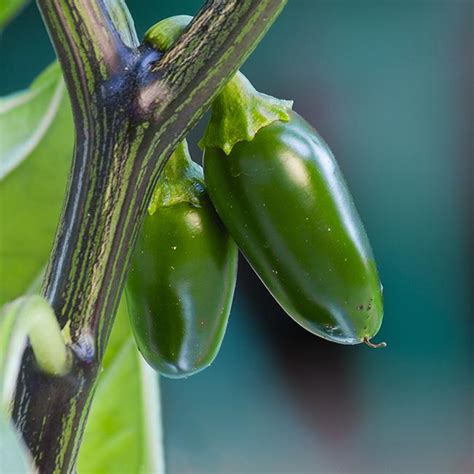 Jalapeno Pepper Seeds | Heirloom & Rare Varieties | Pepper Joe's ...