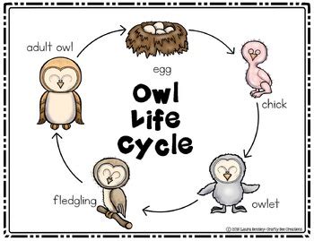 Owl Life Cycle Craft (With images) | Owl preschool, Owl life, Owl ...