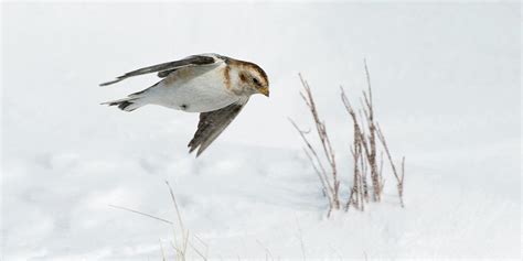 Female Snow Bunting Photograph by Duncan Shaw - Fine Art America