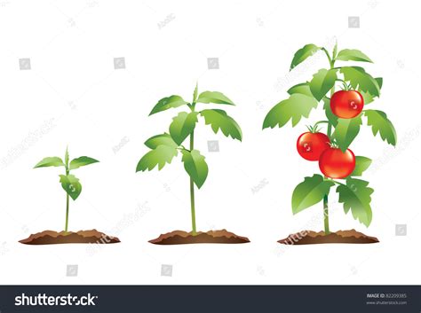 Tomato Plant Growth Cycle Stock Vector (Royalty Free) 82209385