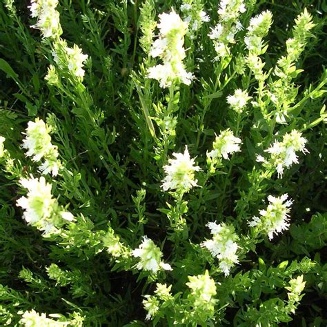 Hyssopus officinalis f. albus Hyssop White | Buy Herb Plants