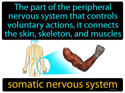 The Somatic Nervous System