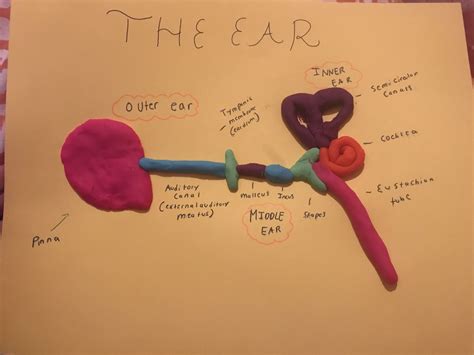 Ear Anatomy Model School Projects, Projects For Kids, School Ideas, Human Ear, Human Body ...