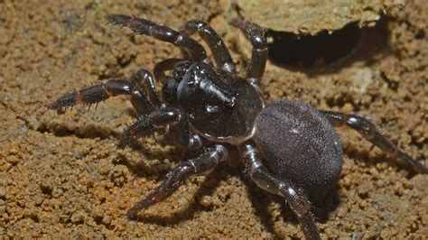 Australian trapdoor spider may be a seafaring castaway from Africa - ABC News