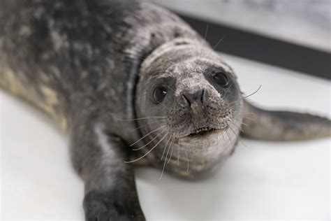 Grey seal pup rescued from Assateague Island National Seashore - 47abc