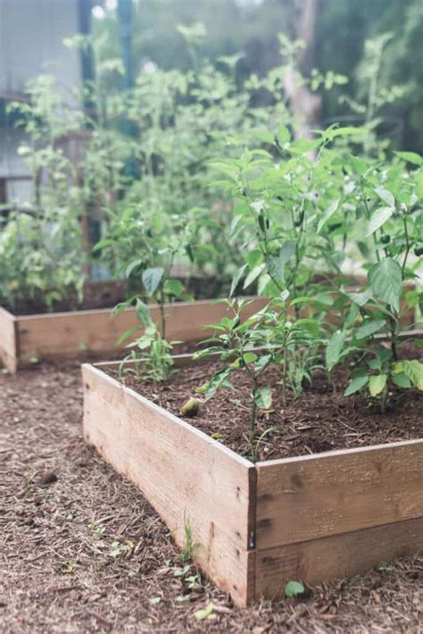 How To Build A Raised Garden Bed For Cheap - Farmhouse on Boone