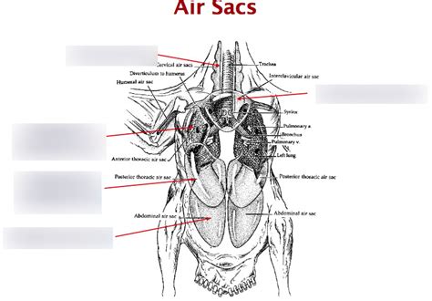 Bird Air Sacs Diagram | Quizlet