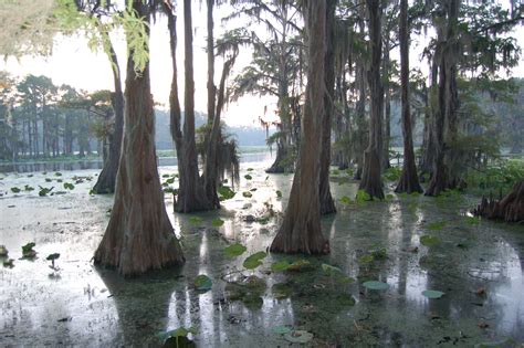 Fishing on Caddo Lake is one for your bucket list | HPPR