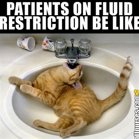 Fluid restrictions | Funny animal pictures, Cat fails, Funny cats