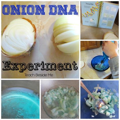 DNA Teaching Resources | Preschool science, Science experiments kids, Dna activities