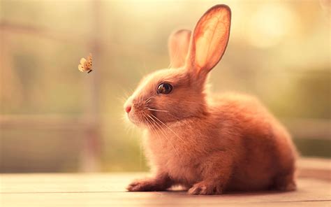 Rabbit Wallpapers, Pictures, Images