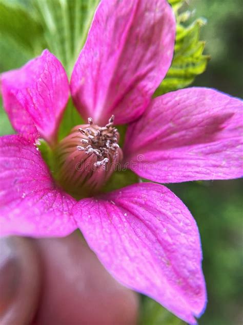 Salmonberry Flowers Stock Photos - Free & Royalty-Free Stock Photos from Dreamstime