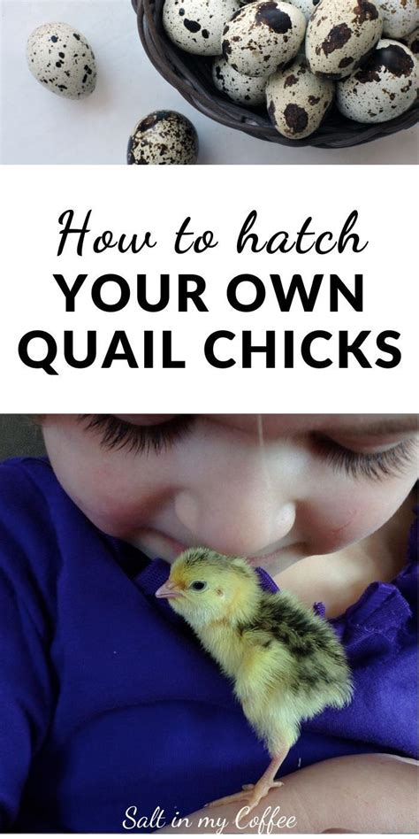 Hatching quail eggs – Artofit