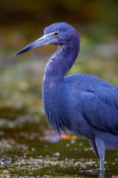 Little Blue Heron Closeup Fine Art Photo Print For Sale | Photos by Joseph C. Filer