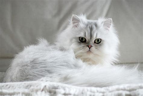 Persian Cat Names - Female and Male Ideas