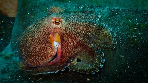 Coconut Octopus - Christoph Troesch