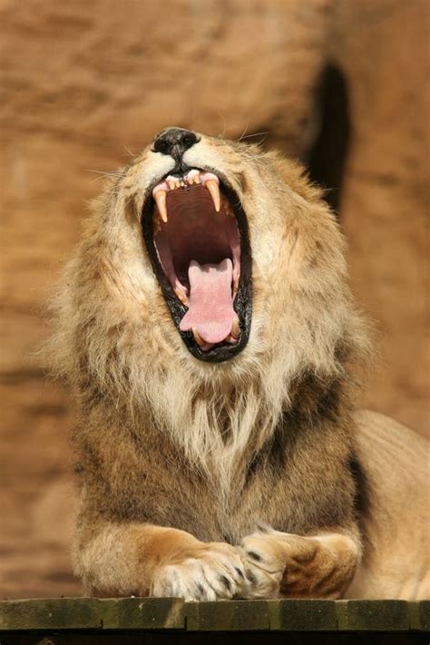 Lion yawning stock photo. Image of roar, sleepy, resting - 1177766