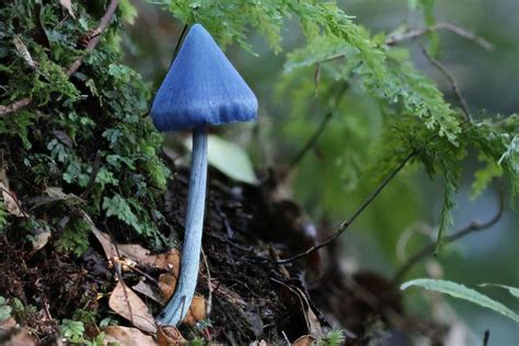 Entoloma Hochstetteri; Sufficiently beautiful to feature on a $50 note ...