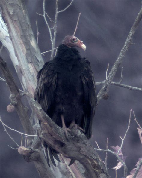 Buzzard_FR71 | Buzzard, Virginia 2020 | Scott Busby | Flickr