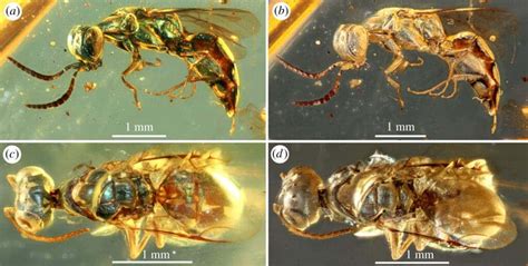 Amber fossils reveal the true colors of 99-million-year-old insects