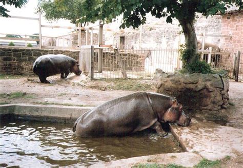 Hippo Enclosure - 1990's » Chester Zoo Gallery | Chester zoo, Zoo pictures, Zoo